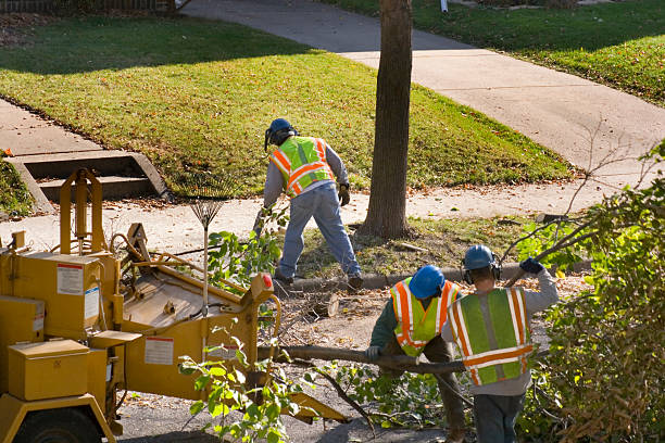 Tree Removal for Businesses in Ronan, MT